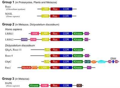 Structural biology of the LRRK2 GTPase and kinase domains: implications for regulation